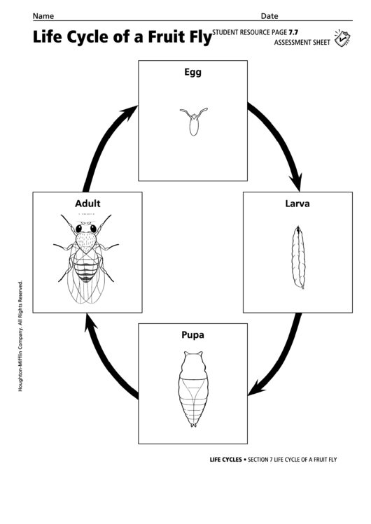 Life Cycle Of A Fruit Fly Life Cycles Assessment Sheet Printable Pdf