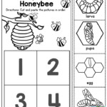 Life Cycle Of A Honeybee Preschoolers Love Learning About How Insects