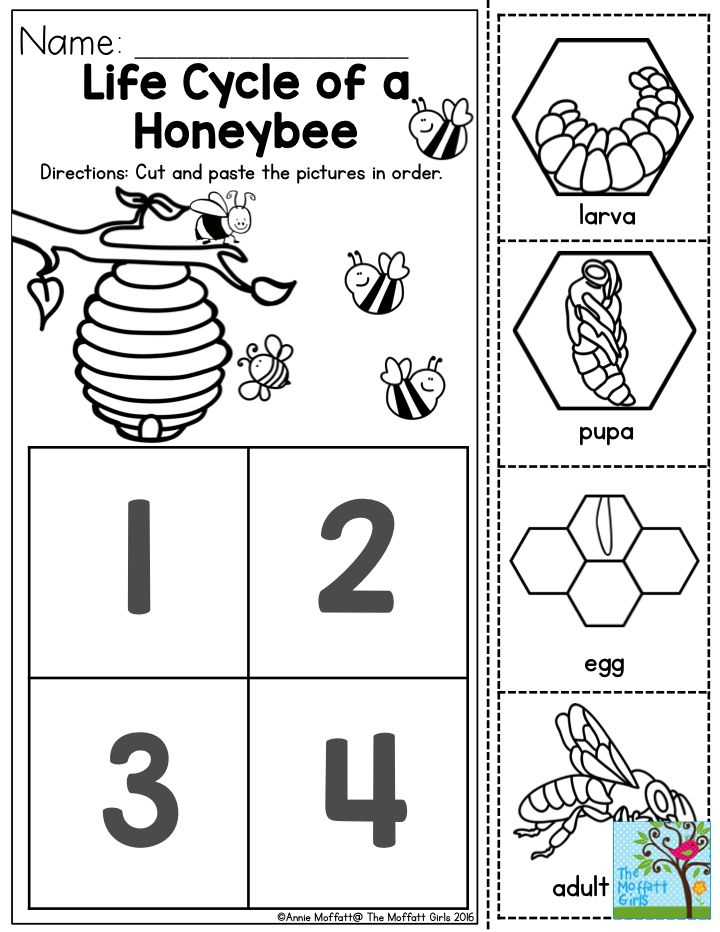 Life Cycle Of A Honeybee Preschoolers Love Learning About How Insects