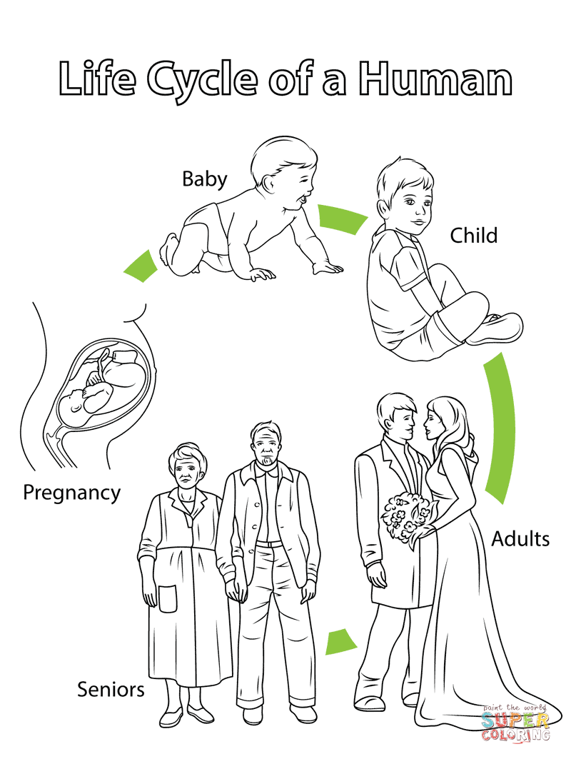 Life Cycle Of A Human Attivit Del Corpo Umano Cicli Di Vita 