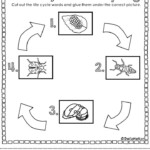 Life Cycle Of A Ladybug Ladybug Life Cycle Life Cycles Science Life