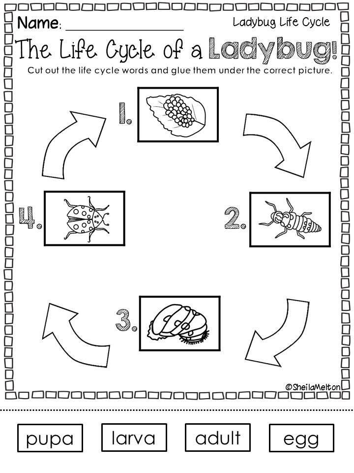 Life Cycle Of A Ladybug Ladybug Life Cycle Life Cycles Science Life