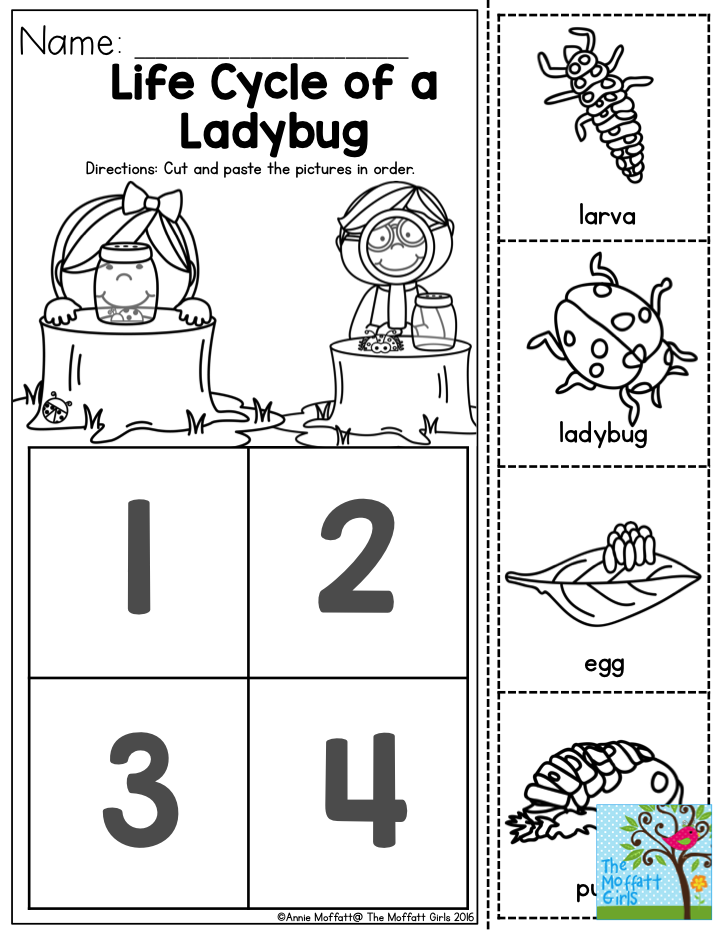 Life Cycle Of A Ladybug This One Is Sure To Be A Favorite Preschool 