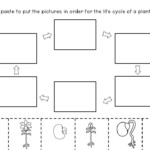 Life Cycle Of A Plant ELA Science And Anchor Charts Life Cycles