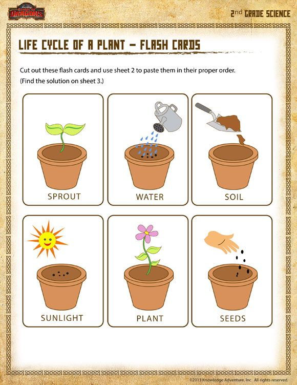 Life Cycle Of A Plant Flash Cards Printable Science Worksheet For 