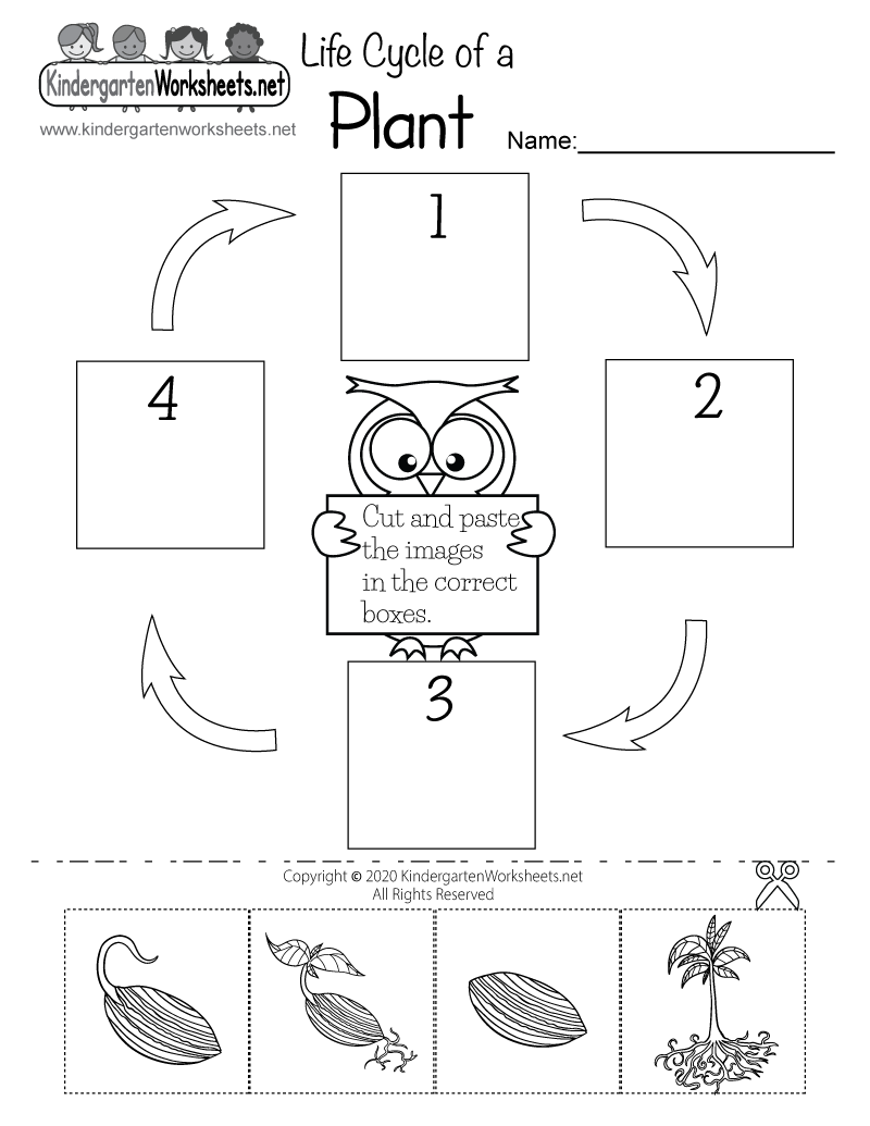 Life Cycle Of A Plant Worksheet For Kindergarten Free Printable 