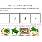 Life Cycle Of A Sea Turtle Interactive Worksheet