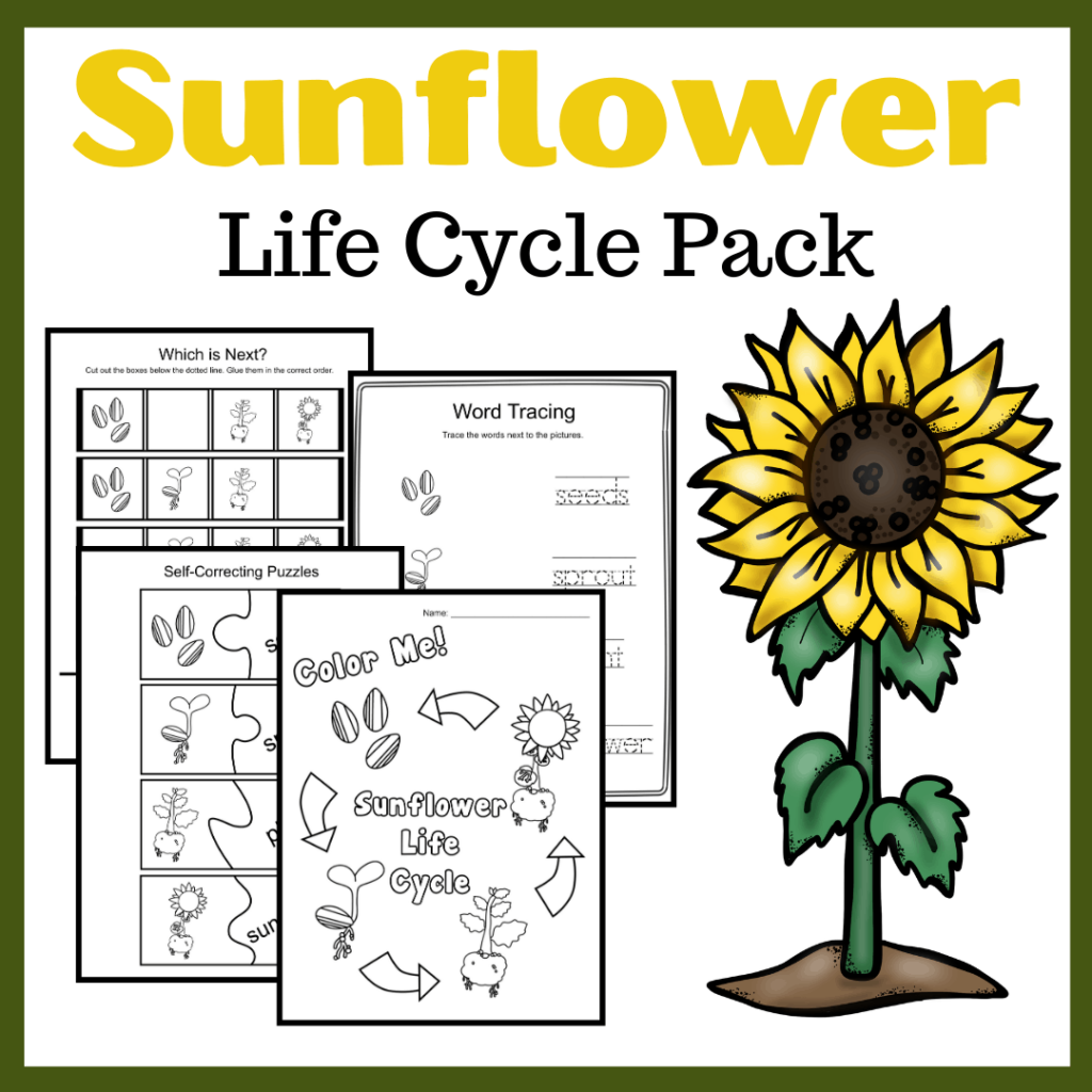 Life Cycle Of A Sunflower Worksheets For Preschool