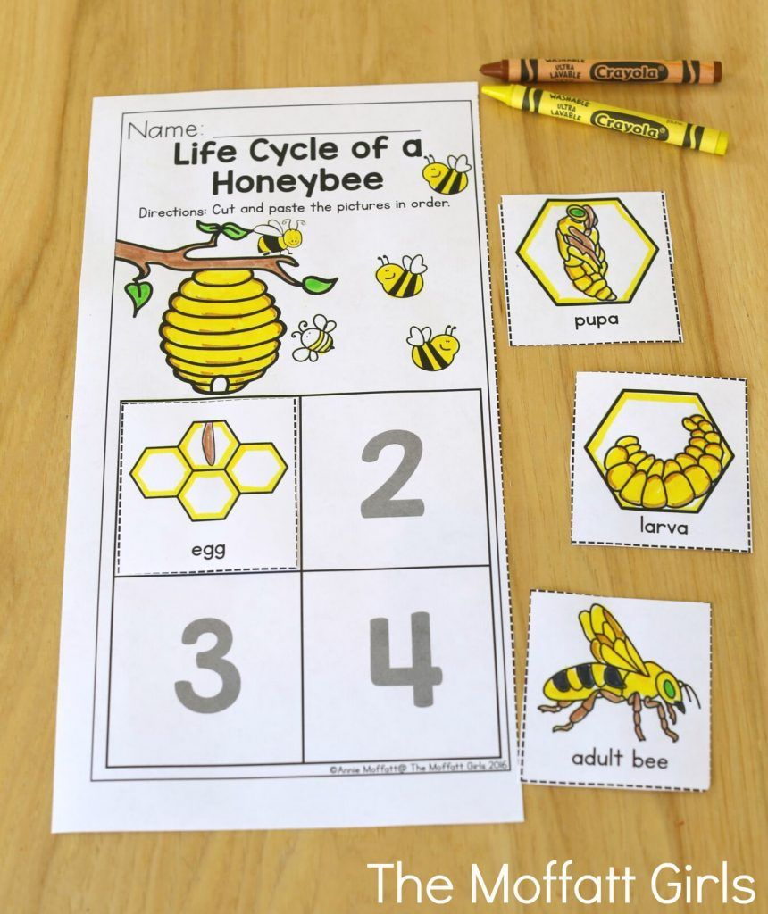 Life Cycle Of A Wasp For Kids Mice