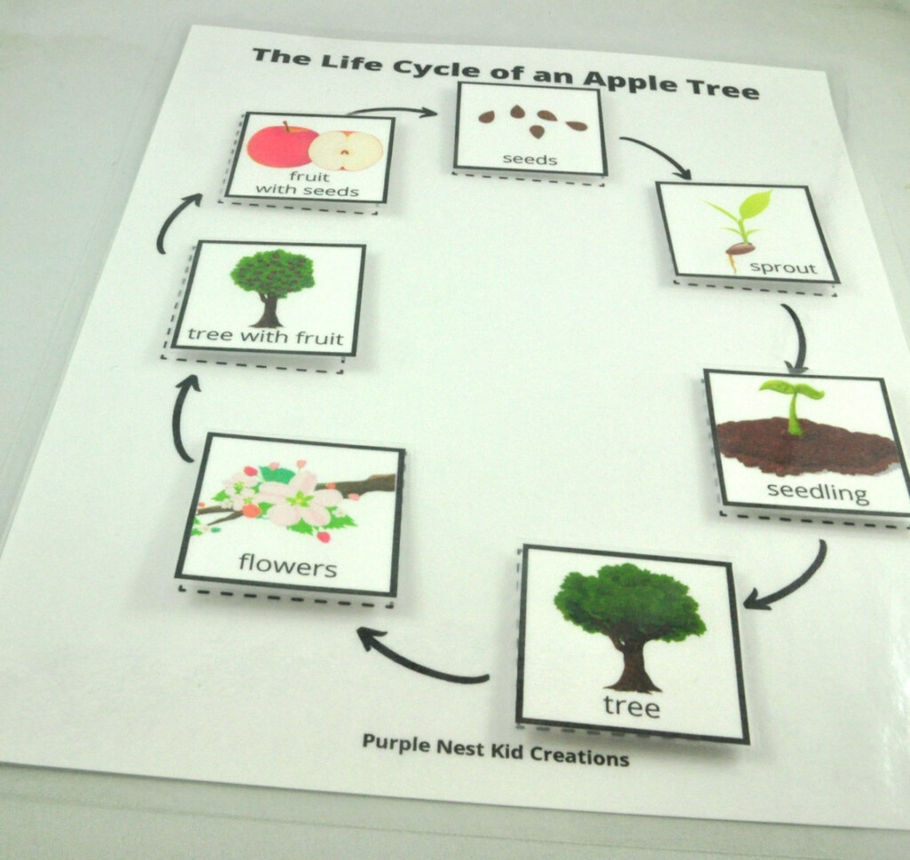 Life Cycle Of An Apple Tree Worksheet Apple Life Cycle Fall Etsy