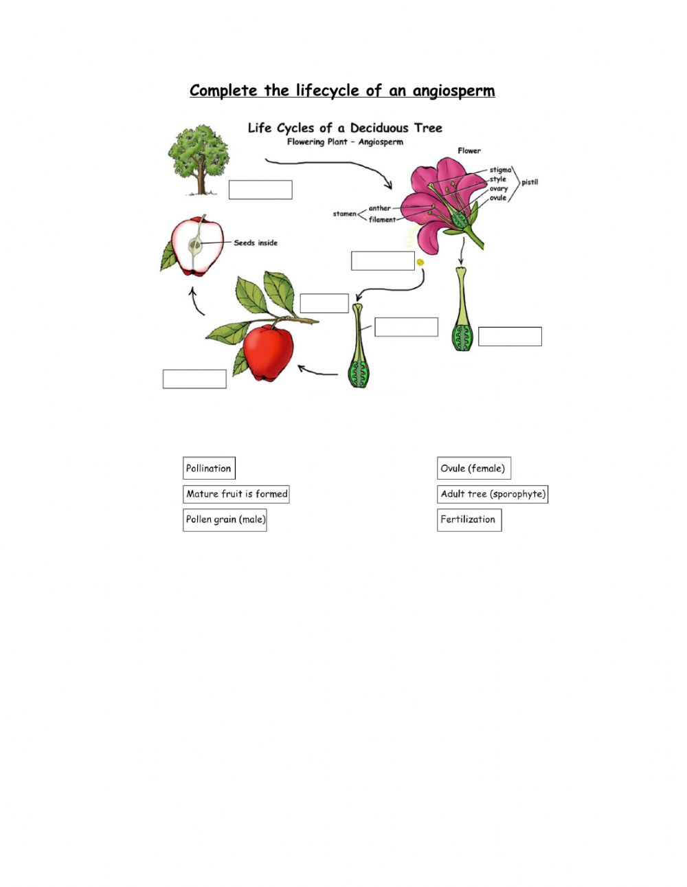 Life Cycle Of Angiosperm Worksheet