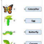 Life Cycle Of Butterfly Interactive Worksheet