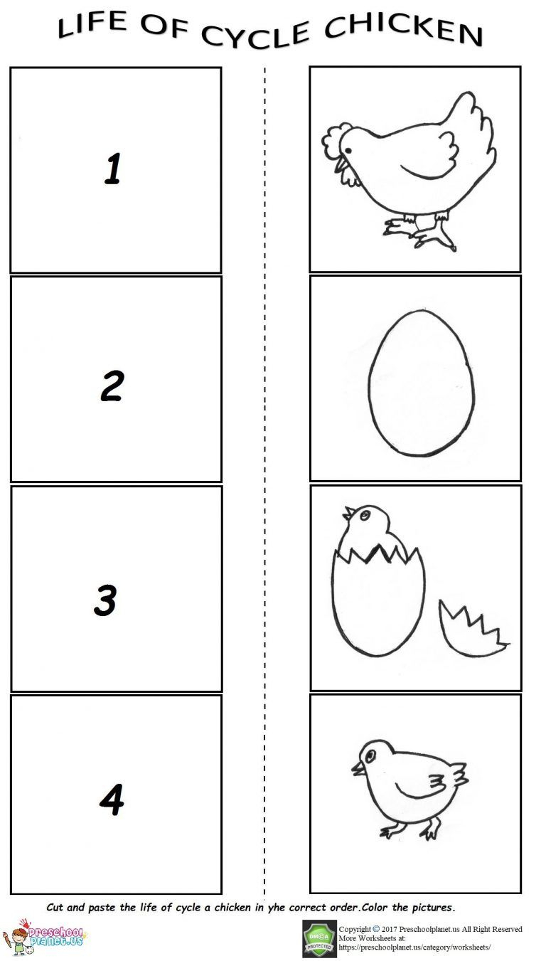 Life Cycle Of Chicken Tracing Worksheet Name Tracing Generator Free