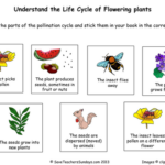 Life Cycle Of Flowering Plants Lesson Plan And Worksheet Teaching