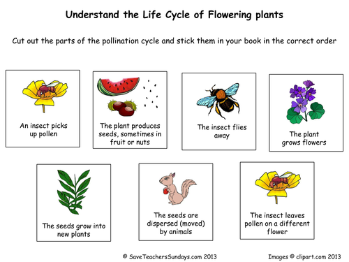 Life Cycle Of Flowering Plants Lesson Plan And Worksheet Teaching 