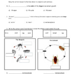 Life Cycle Of Insects beginner Worksheet