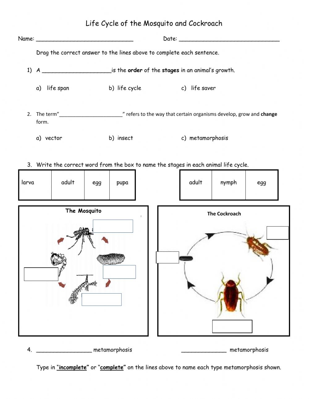 Life Cycle Of Insects beginner Worksheet