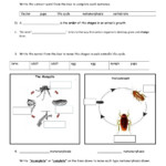 Life Cycle Of Insects Worksheet