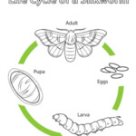 Life Cycle Of Silkworm Slidedocnow