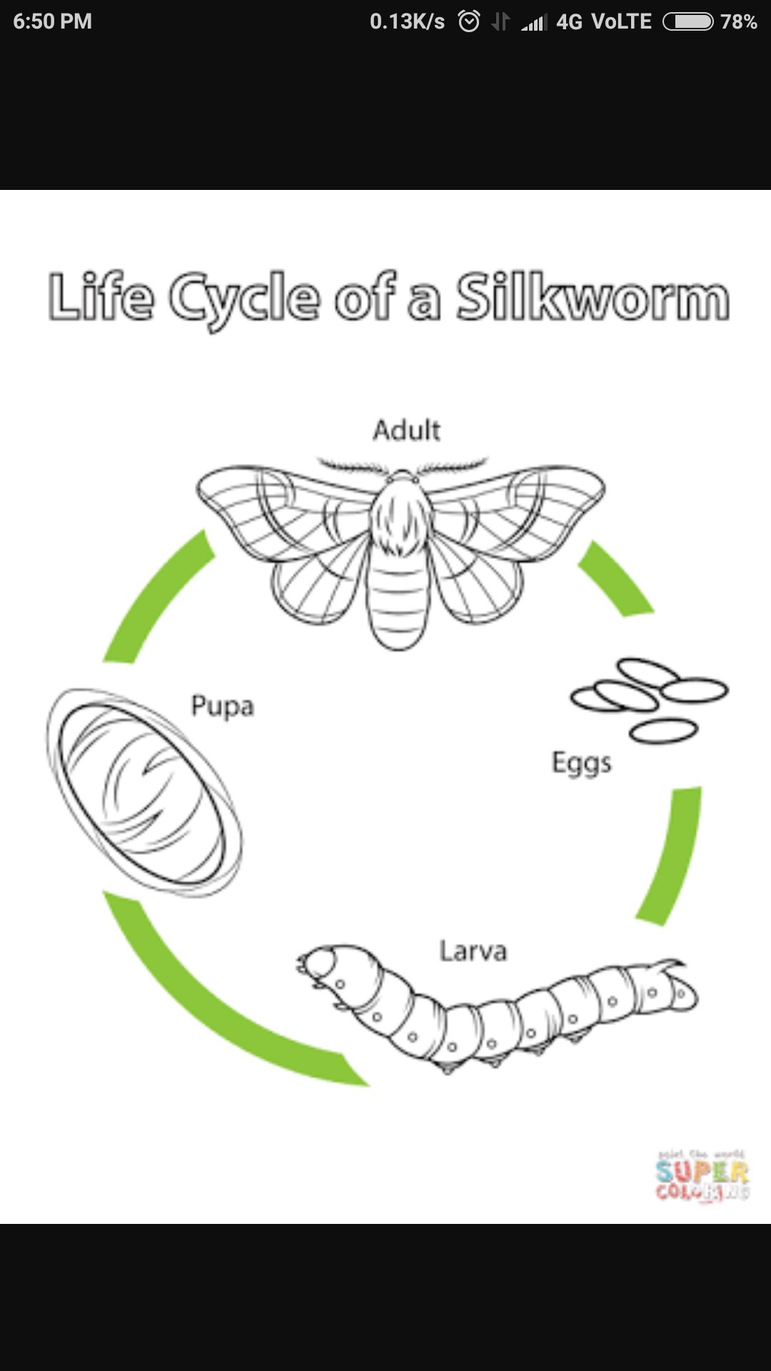 Life Cycle Of Silkworm Slidedocnow