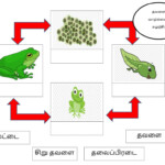 Life Cycle Of The Frog Worksheet