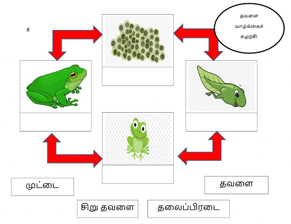 Life Cycle Of The Frog Worksheet