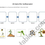 Life Cycle Of The Sunflower ESL Worksheet By Joannnasmom