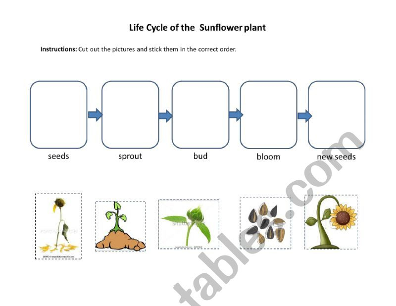 Life Cycle Of The Sunflower ESL Worksheet By Joannnasmom