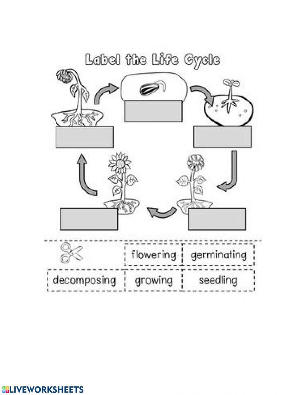 Life Cycle Worksheet