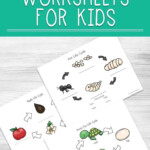 Life Cycle Worksheets For Kids Animal Life Cycles Life Cycles Apple