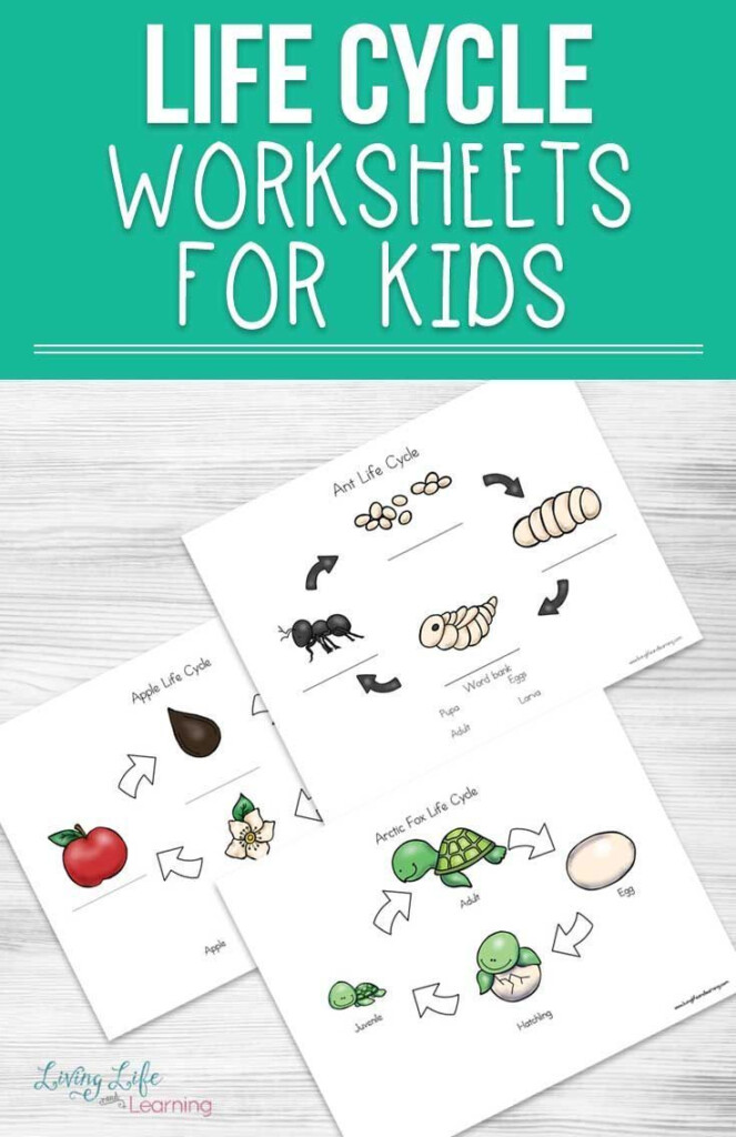 Life Cycle Worksheets For Kids Animal Life Cycles Life Cycles Apple 