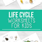 Life Cycle Worksheets For Kids Cycle For Kids Science Activities For