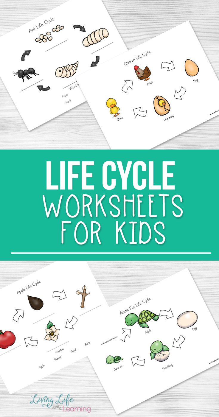 Life Cycle Worksheets For Kids Cycle For Kids Science Activities For 