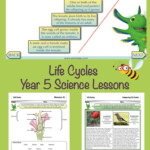 Life Cycles Science Life Cycles Life Cycles Life Cycles Lessons