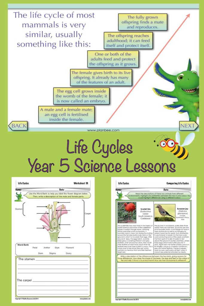 Life Cycles Science Life Cycles Life Cycles Life Cycles Lessons