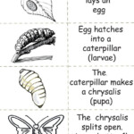 Life Sciences Ciencias De La Vida Ciclo De Vida De La Mariposa