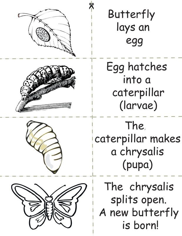 Life Sciences Ciencias De La Vida Ciclo De Vida De La Mariposa 