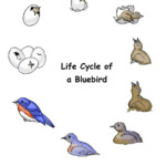 Lifecycle Of A Bluebird Http www exploringnature db detail php