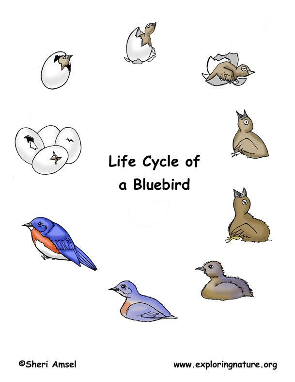 Lifecycle Of A Bluebird Http www exploringnature db detail php 