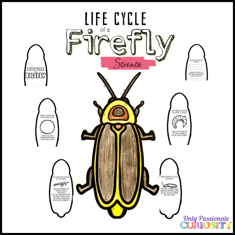 Lifecycle Of A Firefly Mini Unit Homeschool Printables For Free