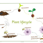 Lifecycle Of A Plant KS2 Apple For The Teacher Ltd