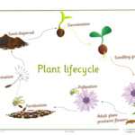 Lifecycle Of A Plant KS2 Apple For The Teacher Ltd