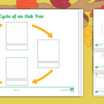 Little Acorns Life Cycle Of An Oak Tree Differentiated Worksheet