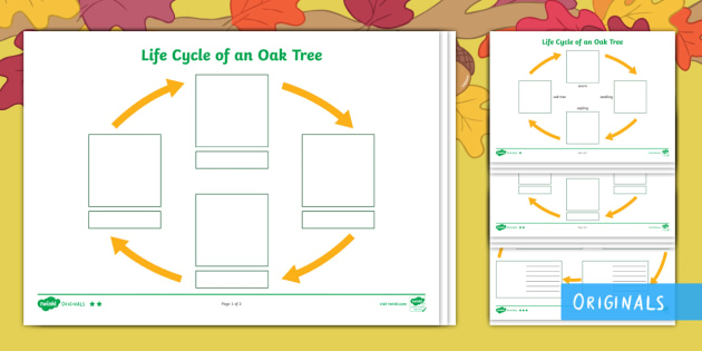 Little Acorns Life Cycle Of An Oak Tree Differentiated Worksheet