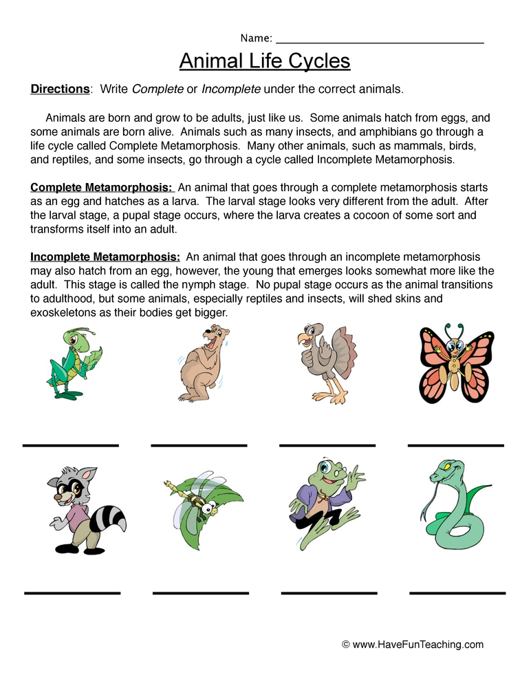 Luthfiannisahay 4th Grade Life Cycle Of Butterfly Worksheet