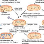 Lysogenic html 18 07LamdaLyticLysoCycle jpg