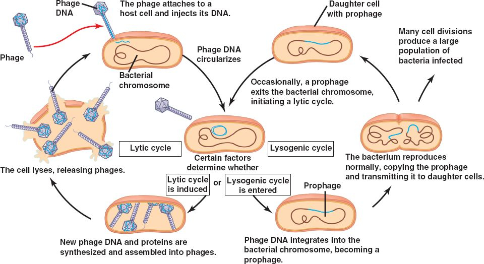 Lysogenic html 18 07LamdaLyticLysoCycle jpg