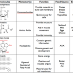 Macromolecules Worksheet Answers Worksheet