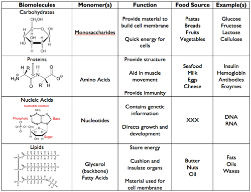 Macromolecules Worksheet Answers Worksheet