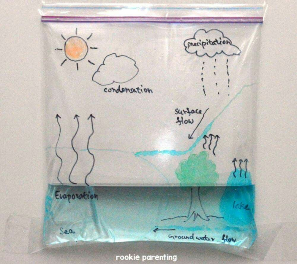 Make A Water Cycle In A Bag Water Cycle Science Experiments Science 